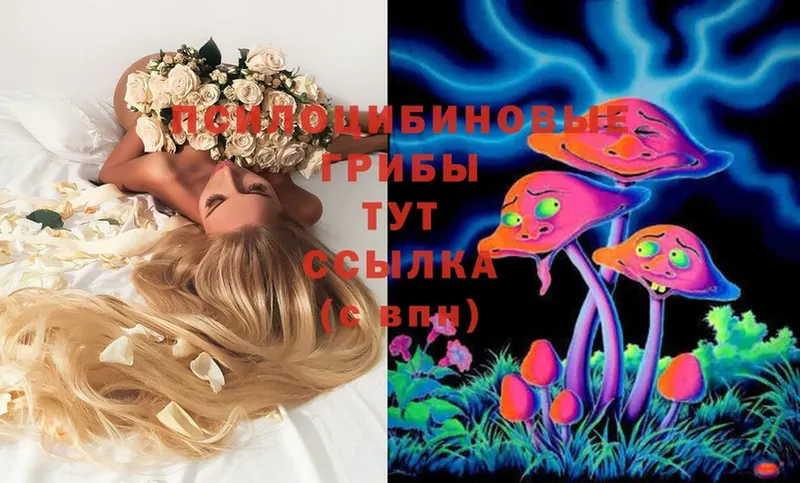 Галлюциногенные грибы Magic Shrooms  Чкаловск 